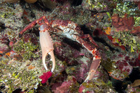 Maguimithrax spinosissimus (Channel Clinging Crab)