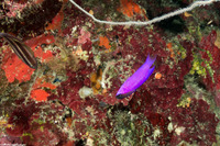 Gramma melacara (Blackcap Basslet)