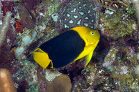 Holacanthus tricolor (Rock Beauty)