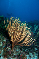 Pseudoplexaura sp.1 (Porous Sea Rod)