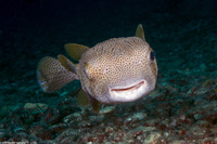 Diodon hystrix (Porcupinefish)