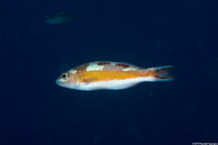 Serranus tabacarius (Tobaccofish)