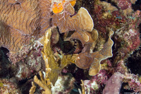Micrognathus crinitus (Harlequin Pipefish)