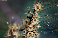 Dentitheca dendritica (Feather Bush Hydroid)