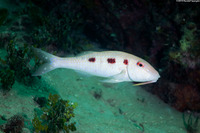 Pseudupeneus maculatus (Spotted Goatfish)