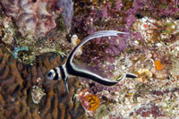 Equetas punctatus (Spotted Drum)