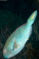 Sparisoma rubripinne (Yellowtail Parrotfish)