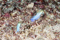 Opistognathus aurifrons (Yellowhead Jawfish)