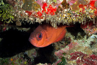 Priacanthus arenatus (Bigeye)
