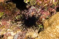 Diadema antillarum (Long-Spined Urchin)