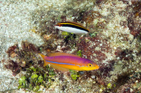 Halichoeres garnoti (Yellowhead Wrasse)