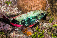 Sparisoma aurofrenatum (Redband Parrotfish)