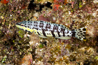 Serranus tigrinus (Harlequin Bass)