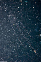 Alatina alata (Sea Wasp)