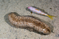 Isostichopus badionotus (Three Rowed Sea Cucumber)