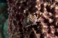 Pagurus brevidactylus (Shortfinger Hermit Crab)