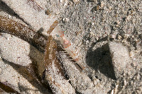 Metapenaeopsis goodei (Velvet Shrimp)