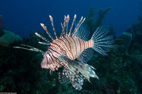 Pterois volitans (Red Lionfish)