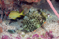 Acanthostracion polygonius (Honeycomb Cowfish)