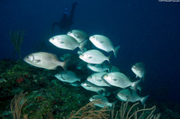 Kyphosus sectatrix (Bermuda Chub)