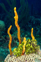 Aplysina fulva (Scattered Pore Rope Sponge)