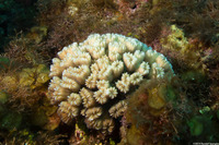 Eusmilia fastigiata (Smooth Flower Coral)