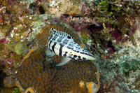 Serranus tigrinus (Harlequin Bass)