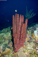 Neopetrosia rosariensis (Neopetrosia rosariensis)