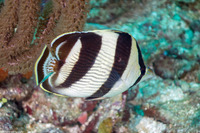 Chaetodon striatus (Banded Butterflyfish)