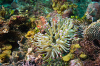 Condylactis gigantea (Giant Anemone)