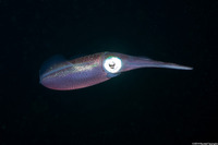 Sepioteuthis sepioidea (Caribbean Reef Squid)