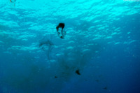 Sepioteuthis sepioidea (Caribbean Reef Squid)