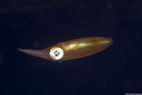 Sepioteuthis sepioidea (Caribbean Reef Squid)