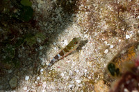 Malacoctenus triangulatus (Saddled Blenny)