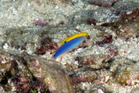 Halichoeres cyanocephalus (Yellowcheek Wrasse)