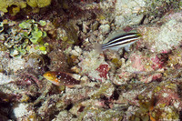 Sparisoma viride (Stoplight Parrotfish)