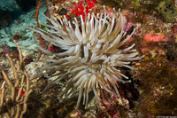 Condylactis gigantea (Giant Anemone)