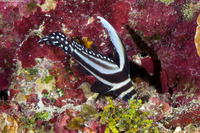 Equetas punctatus (Spotted Drum)