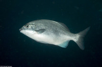 Kyphosus sectatrix (Bermuda Chub)
