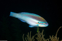 Scarus iseri (Striped Parrotfish)