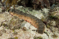 Holothuria mexicana (Donkey Dung Sea Cucumber)