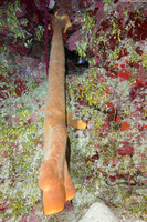 Agelas tubulata (Tubulate Sponge)