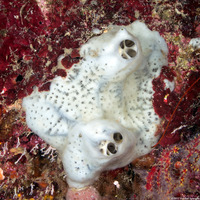 Mycale laevis (Orange Icing Sponge)