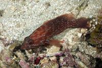 Cephalopholis cruentata (Graysby)