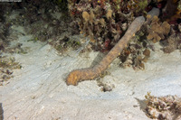 Terebellidae sp.1 (Spaghetti Worm)