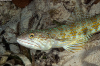 Synodus intermedius (Sand Diver)