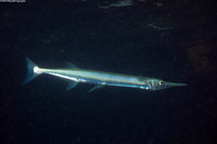 Tylosurus crocodilus (Houndfish)