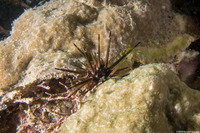 Echinometra viridis (Reef Urchin)