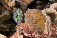 Elysia crispata (Lettuce Slug)