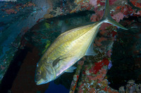 Caranx bartholomaei (Yellow Jack)